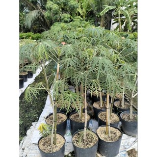 Cây 🌲 Đỗ Trọng