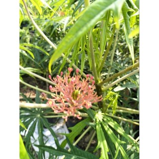 Cây 🌲 Đỗ Trọng
