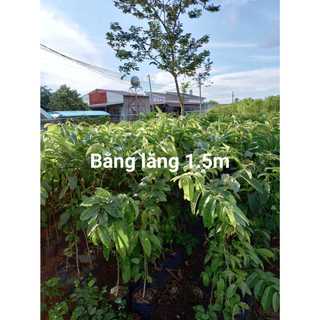 50gram hạt giống cây bằng lăng