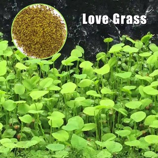 Hạt giống cây Cỏ Tình Yêu | Cây trồng thuỷ sinh