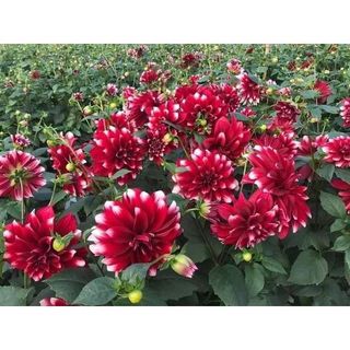 Com b0 5 củ giống hoa thược dược ngoại mix nhiều màu