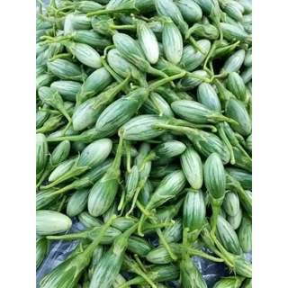 Hạt giống cà dừa abong chia tai