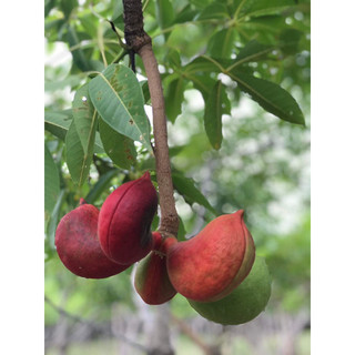 Mủ Trôm Phan Rang- dang cục-loại 2-500g