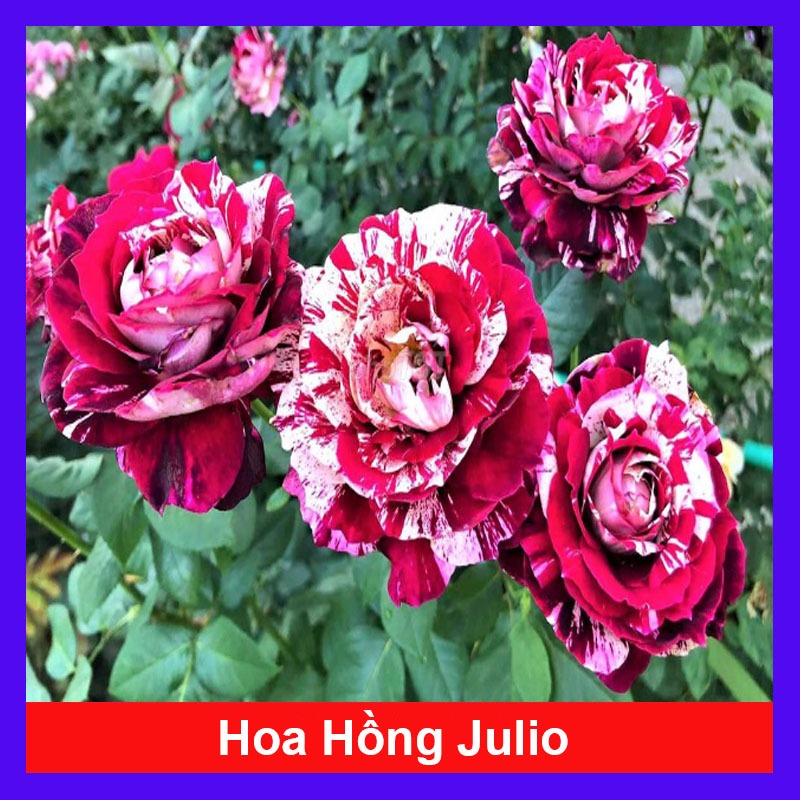 Chậu hoa hồng Julio (Julio Rose) hoa hồng Pháp sọc đỏ trắng tuyệt đẹp - hoa cây cảnh