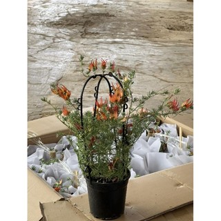 hoa mỏ vẹt ( phượng hoàng lửa húc phượng)