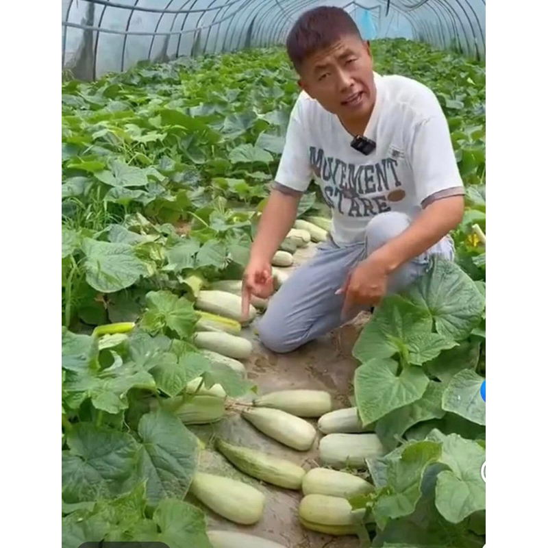 Hạt giống dưa lê chuối mật siêu ngọt gói 2gr