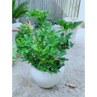 Chậu cây ngũ gia bì 50-60cm