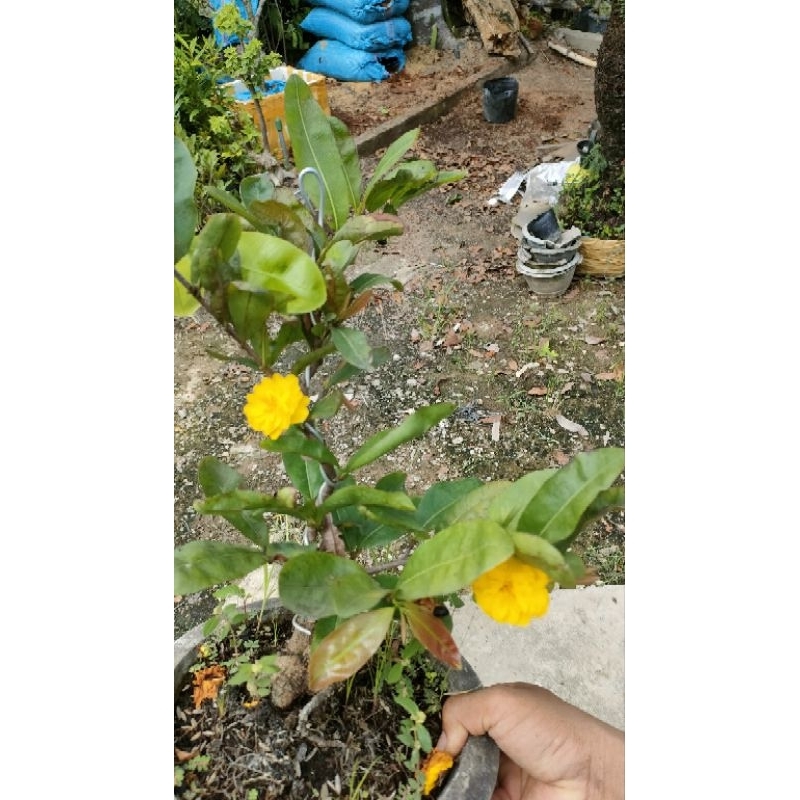 Cây mai cúc 7 tầng  ( tặng 1 mai con ươm hạt)