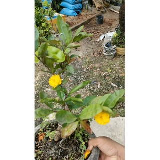 Cây mai cúc 7 tầng  ( tặng 1 mai con ươm hạt)