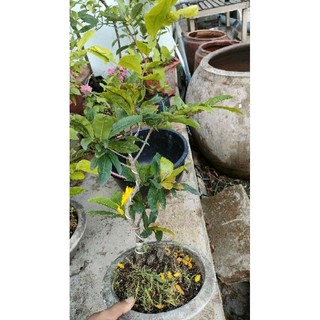 Cây mai cúc 7 tầng  ( tặng 1 mai con ươm hạt)