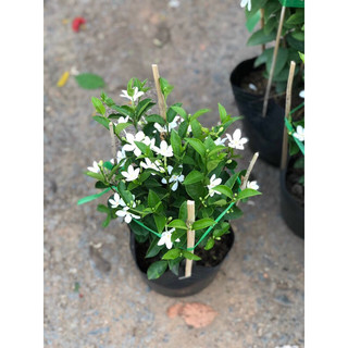 Chậu Mai Chỉ Thiên hoa nhỏ đang hoa