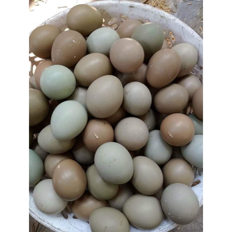 10 trứng chim trĩ lạc