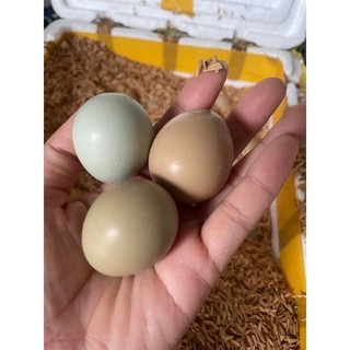 10 trứng chim trĩ so
