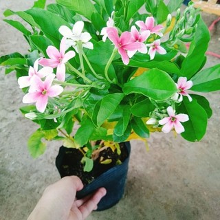 Cây Sử Quân Tử Siêu Hoa