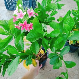 Cây Sử Quân Tử Siêu Hoa