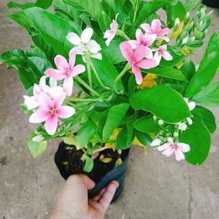 Cây Sử Quân Tử Siêu Hoa