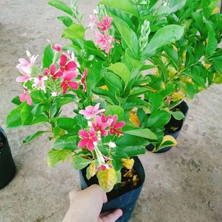 Cây Sử Quân Tử Siêu Hoa