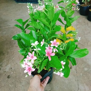 Cây Sử Quân Tử Siêu Hoa