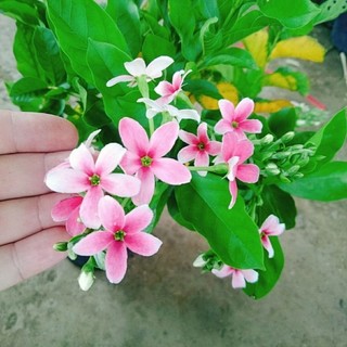 Cây Sử Quân Tử Siêu Hoa