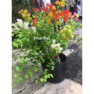 Bông giấy đủ màu