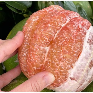 Bưởi da xanh ruột đỏ cây ghép 1 năm ra quả