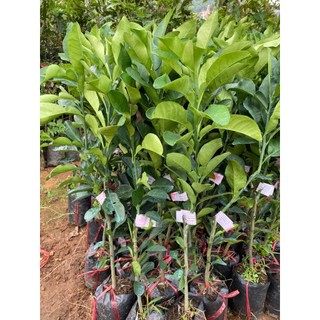 Bưởi da xanh ruột đỏ cây ghép 1 năm ra quả