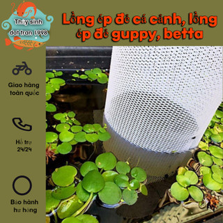 Lồng ép đẻ cá cảnh, lồng ép đẻ guppy, betta