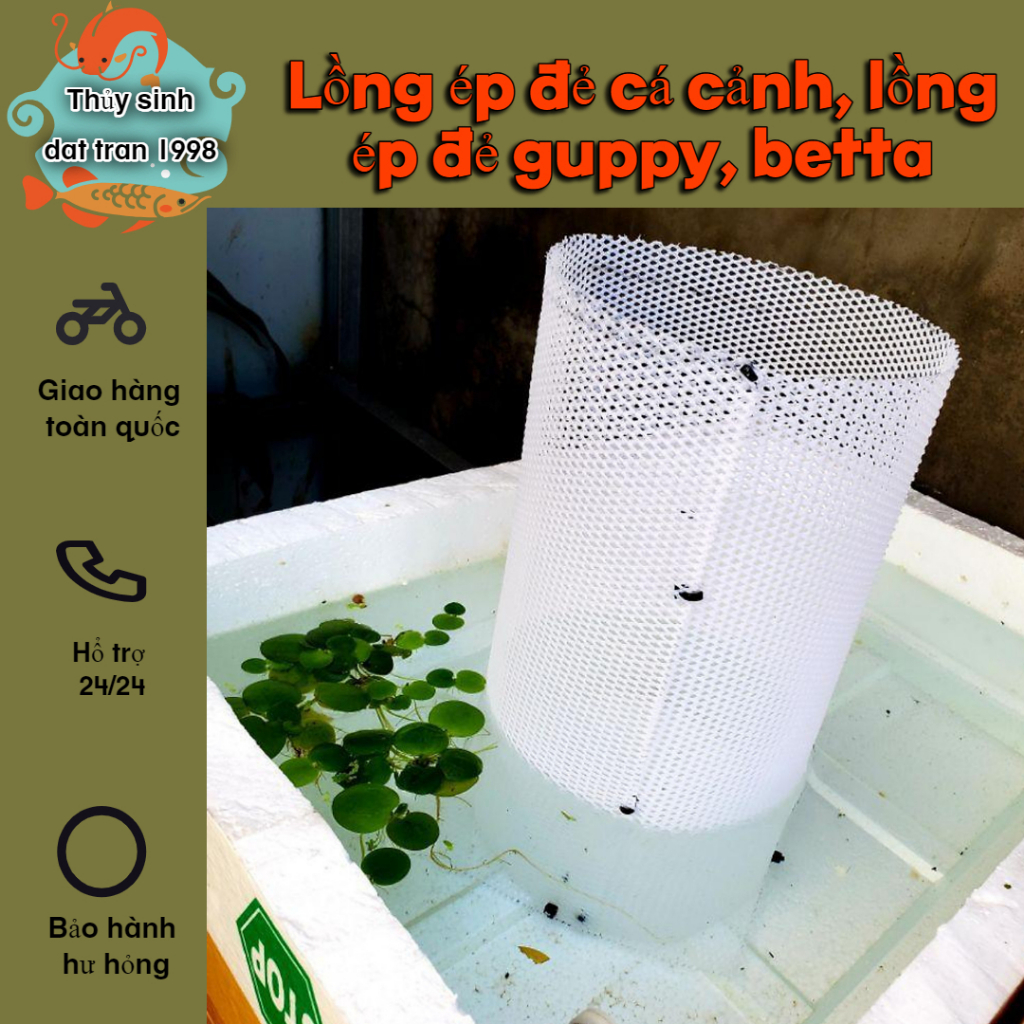 Lồng ép đẻ cá cảnh, lồng ép đẻ guppy, betta