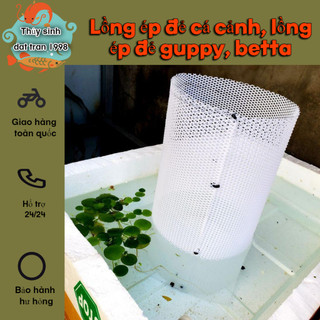 Lồng ép đẻ cá cảnh, lồng ép đẻ guppy, betta
