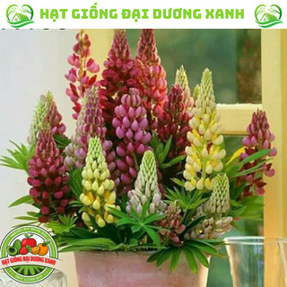 Hạt giống hoa đậu Lupin tặng kèm phân