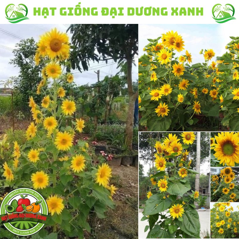 Hạt giống hoa hướng dương tháp (30 HẠT) tặng kèm phân