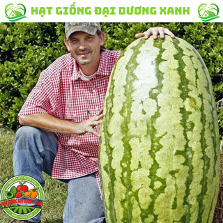 Hạt giống dưa hấu khổng lồ siêu trái Tặng kèm phân
