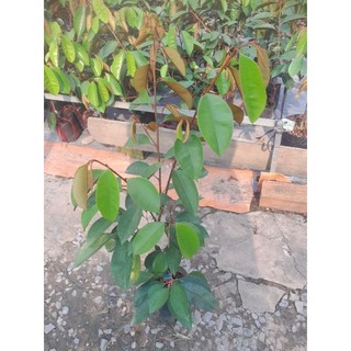 Cây giống vú sữa sữa lò rèn cây cao 60.70cm