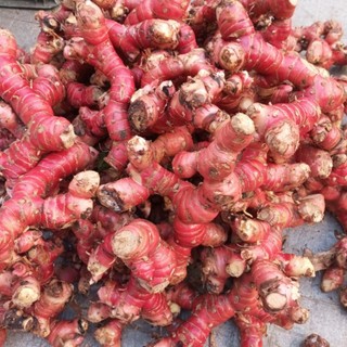 500gram cu giềng đỏ tươi.rieng đỏ