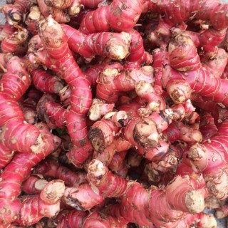 500gram cu giềng đỏ tươi.rieng đỏ