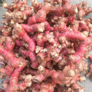 500gram củ giềng đo tươi