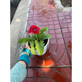 HOA CUC DONG TIEN LUN