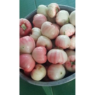 Cây giống mận hồng đào sọc