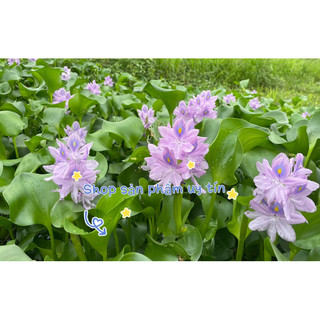 cây lục bình (gốc giống ) 15 cây