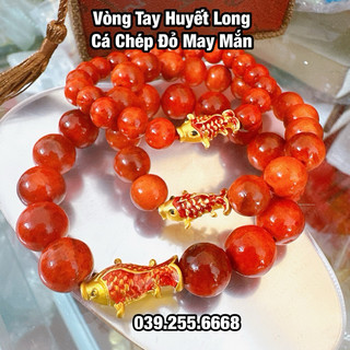 Vòng huyết long cá chép đỏ may mắn - tặng hộp gấm
