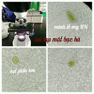 Chúc ngâm mật ong hoa bạc hà
