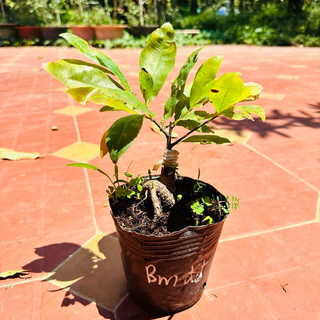 Cây bạch mai đọt đỏ - gốc ghép đẹp, bonsai mini