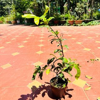 Cây mai giảo hương phú tân, 12-28 cánh - bonsai gốc đẹp, hoa thơm