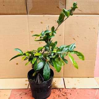 Cây mai cúc 150 cánh, hoa chùm - gốc ghép bonsai