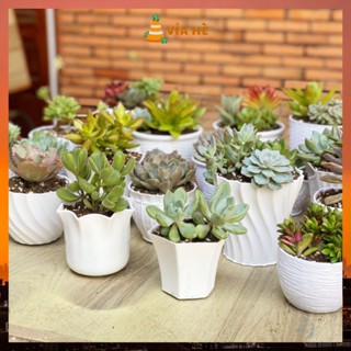 Chậu nhựa mini trồng cây sen đá xương rồng cao cấp màu trắng cứng cấp nhiều size