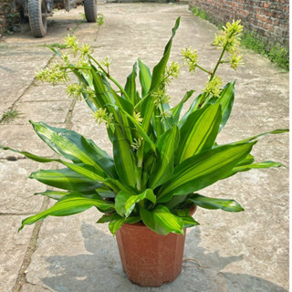 Cây thiết mộc lan - cây nội thất chiều cao 40cm, màu sắc bắt mắt thân chắc khỏe thích hợp trang trí văn phòng