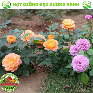Hạt giống hoa hồng thơm lùn mini mix đủ màu tặng kèm phân