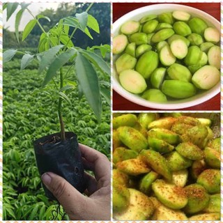 Cây giống cóc thái lùn cho quả siêu sớm