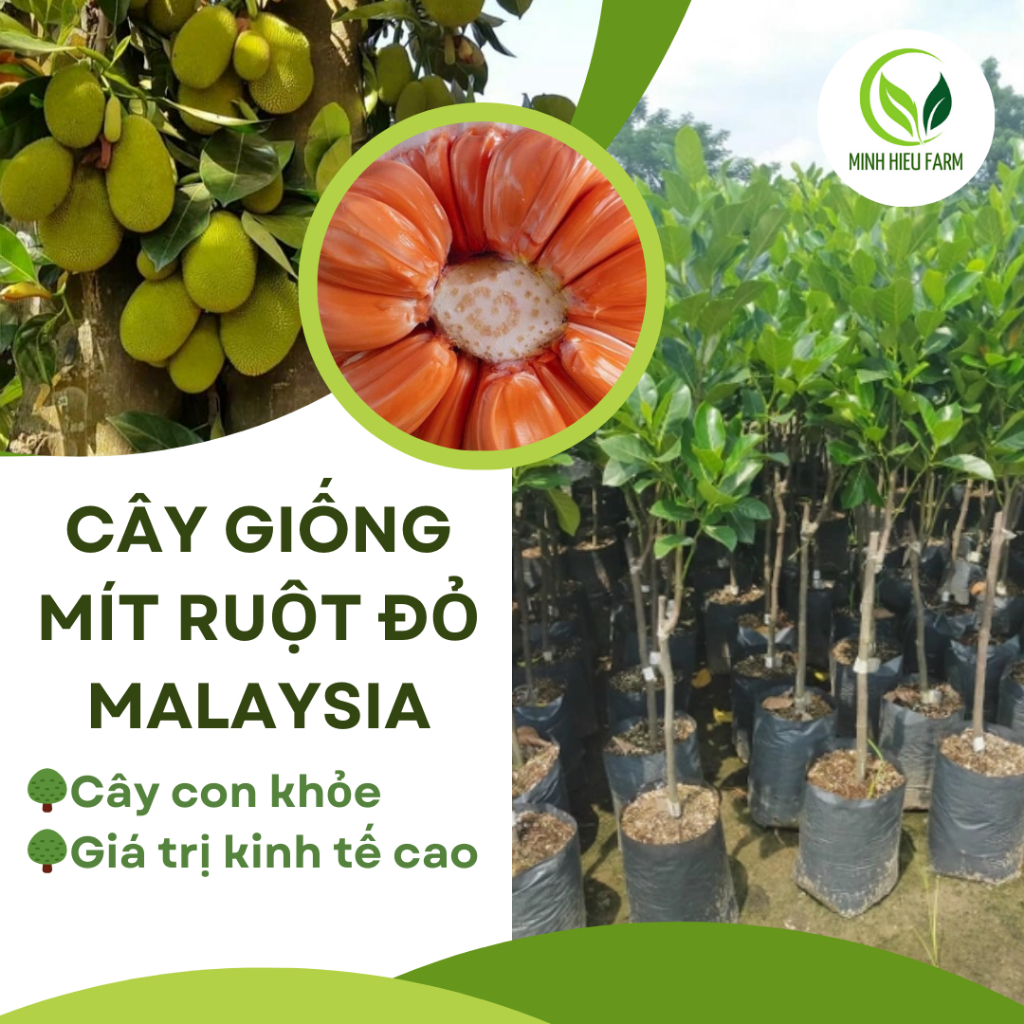 Cây giống mít ruột đỏ malaysia, loại cây giống thế hệ mới, giống khỏe, giá trị kinh tế cao so với những loại mít khác