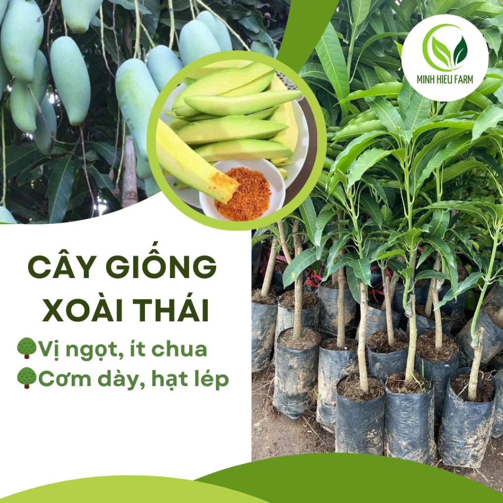 Cây xoài Thái siêu sớm, cho quả sau 1 năm trồng, cây giống khỏe, năng suất cao